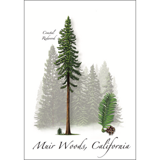 Coastal Redwood image 0