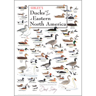 Sibley's Ducks, Geese & Swans of Eastern North America - Unframed - Ships in a sturdy mailing tube image