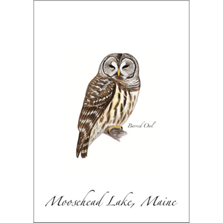Barred Owl image 0