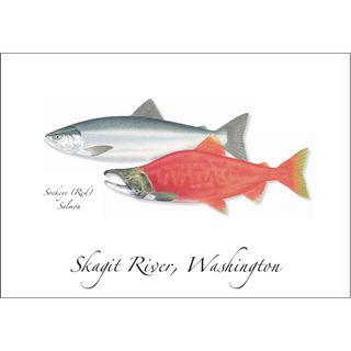 Sockeye Salmon image 0