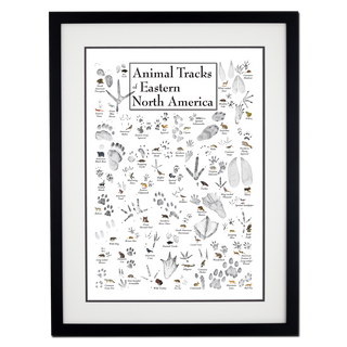 Animal Tracks of Eastern North America - Double matted black frame image