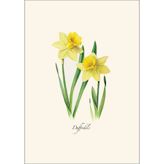 Daffodils image 1