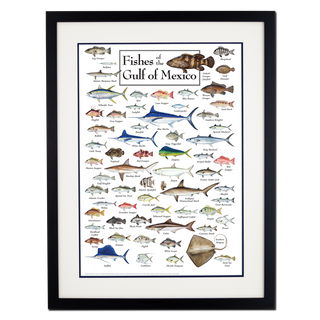 Fishes of the Gulf of Mexico - Poster - Double matted black frame image