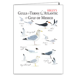 Sibley's Gulls & Terns of the Atlantic & Gulf Coast - Regional Card image 0