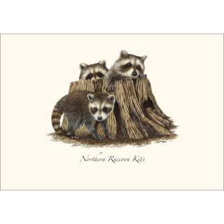 Raccoon Kits -NEW- image 1