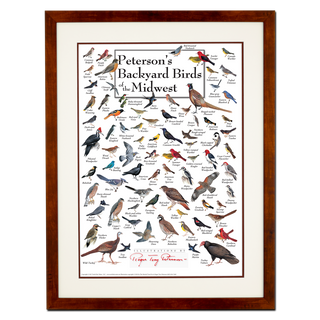 Peterson's Backyard Birds of the Midwest - Poster - Double matted honey frame image