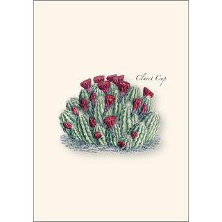 Cacti Assortment II image 1