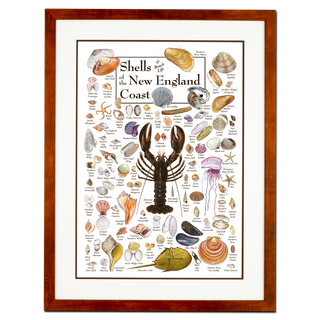Shells of the New England Coast - Poster - Double matted honey frame image