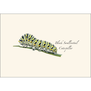 Caterpillar Assortment image 1