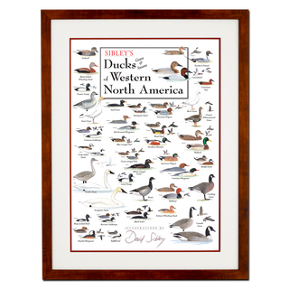 Sibley's Ducks, Geese & Swans of Western North America - Double matted honey frame image