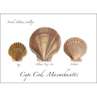 Scallops image 0