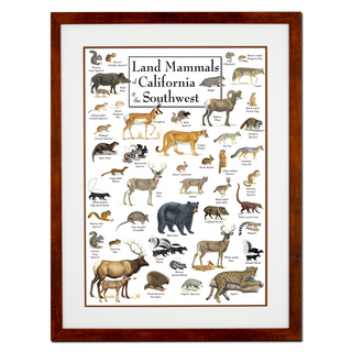 Land Mammals of California & the Southwest - Poster - Double matted honey frame image