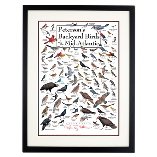 Peterson's Backyard Birds of the Mid-Atlantic - Poster - Double matted black frame image