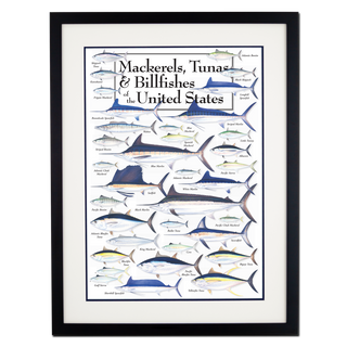 Mackerels, Tunas, and Billfishes of the United States - Poster - Double matted black frame image