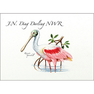 Roseate Spoonbill image 0