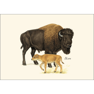 Bison image 1