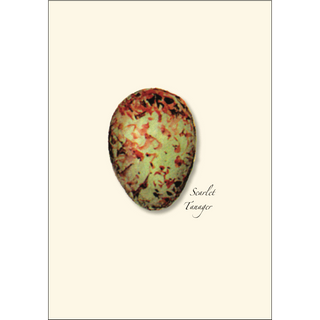 Bird Egg Assortment image 1