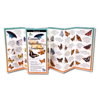 Common Butterflies of the Southwest image 1