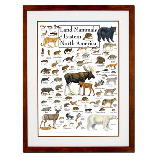 Land Mammals of Eastern North America - Poster - Double matted honey frame image