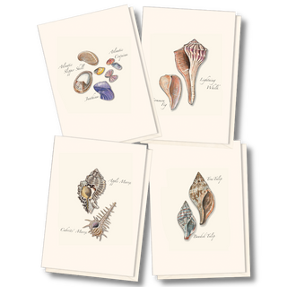 Seashell Assortment image 0