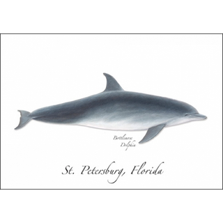 Bottlenose Dolphin image 0