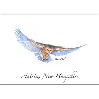 Barn Owl in Flight image 0