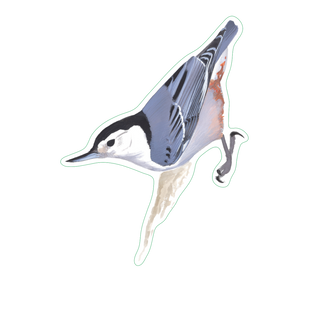 Whitebreasted Nuthatch image 1