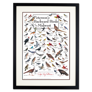Peterson's Backyard Birds of the Midwest - Poster - Double matted black frame image