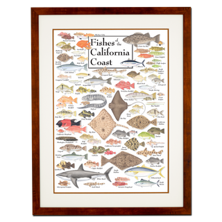 Fishes of the California Coast - Poster - Double matted honey frame image