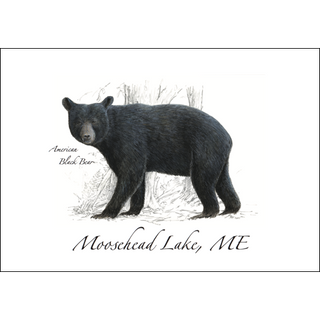 American Black Bear image 0