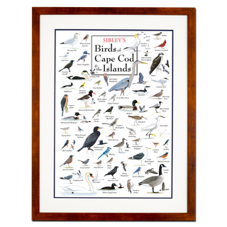 Sibley’s Birds of Cape Cod & the Islands – Poster - Double matted honey frame image