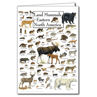 Land Mammals of Eastern North America - Poster Card image 0