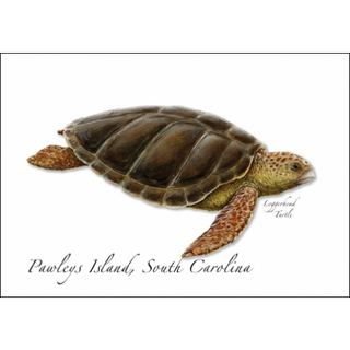 Loggerhead I image 0