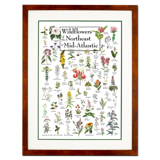Wildflowers of the Northeast & Mid-Atlantic - Double matted honey frame image