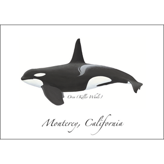 Orca image 0