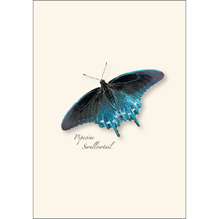 Western Butterfly Assortment II image 1