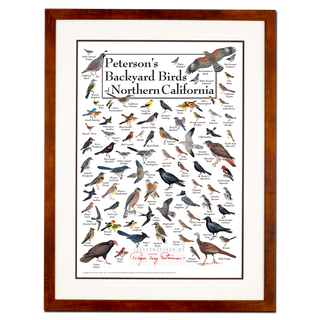 Peterson's Backyard Birds of Northern California - Poster - Double matted honey frame image