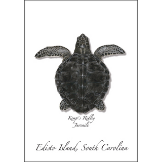 Kemp’s Ridley Juvenile image 0