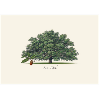 Live Oak image 1