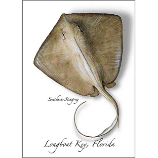 Stingray image 0
