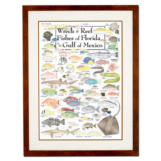 Wreck & Reef Fishes of Florida & the Gulf of Mexico - Poster - Double matted honey frame image