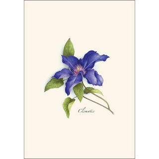 Clematis image 1