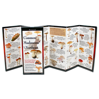 Common Mushrooms of the Northeast image 1