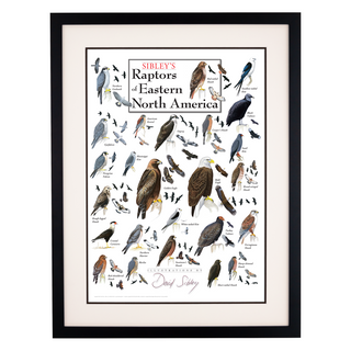 Sibley's Raptors of Eastern North America - Poster - Double matted black frame image