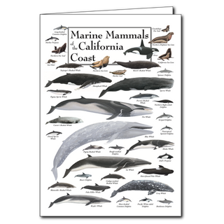 Marine Mammals of the California Coast - Poster Card image 0