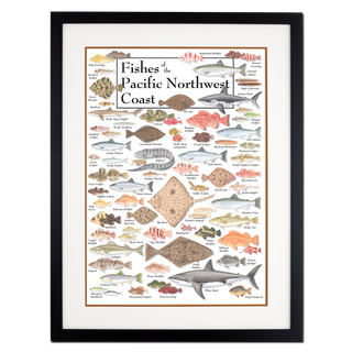 Fishes of the Pacific Northwest Coast - Poster - Double matted black frame image