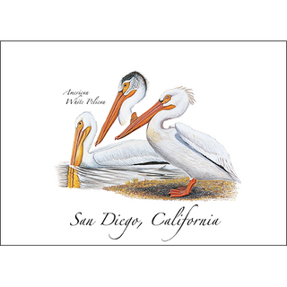 American White Pelican image 0
