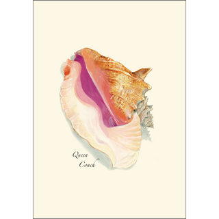Queen Conch image 1