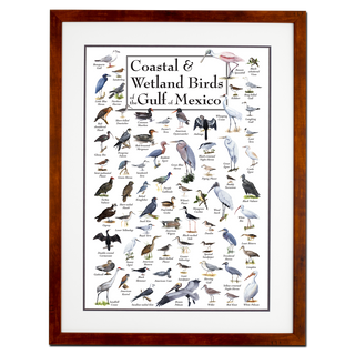 Coastal & Wetland Birds of the Gulf of Mexico - Poster - Double matted honey frame image