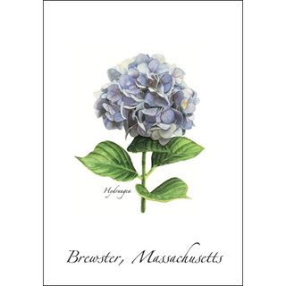 Hydrangea image 0